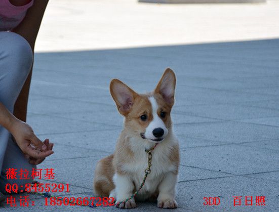 DSC_3411_副本_副本.jpg