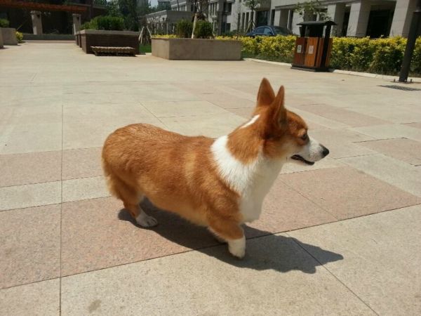 妈咪
