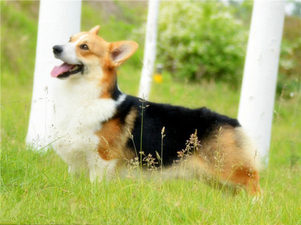 狗妈