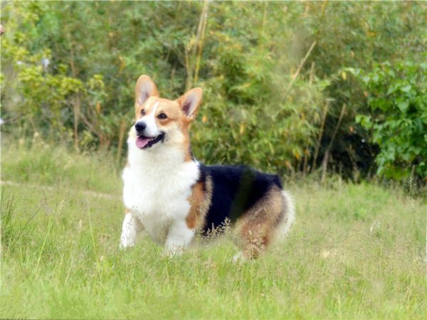 狗妈