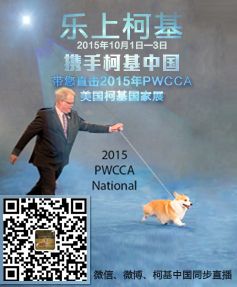 corgi_usa.jpg