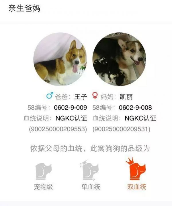 爸爸媽媽