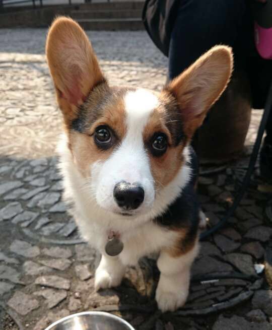 三个月的小卡布