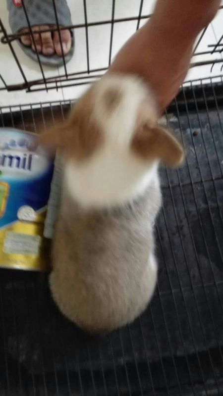 小点点