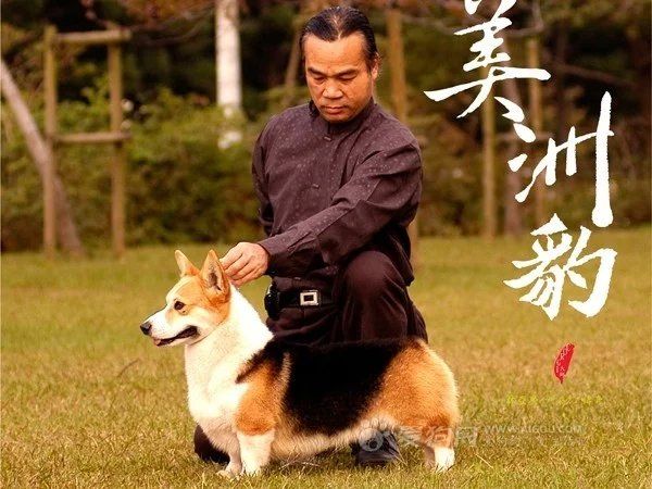 美洲豹.jpg