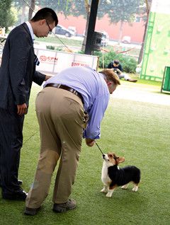 柯基 (10)_副本.jpg