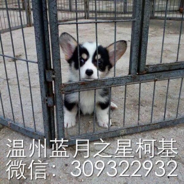 QQ图片20150903171154.jpg