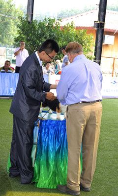 柯基 (3)_副本.jpg