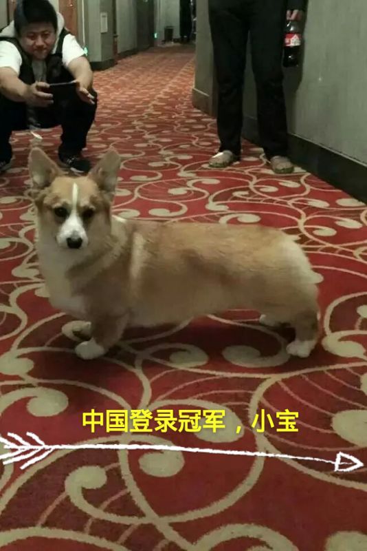 小宝
