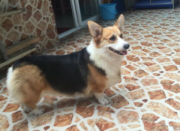 科比之女 琪琪1.jpg