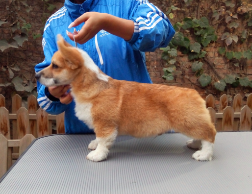 QQ图片20151020192028.png