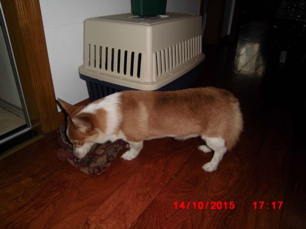 CIMG0721 (800x600).jpg