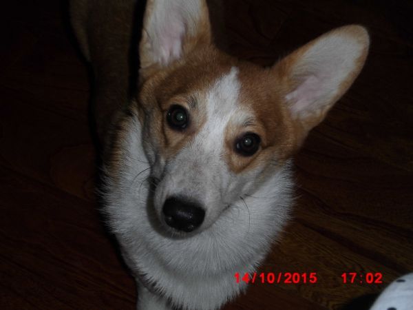 CIMG0715 (800x600).jpg