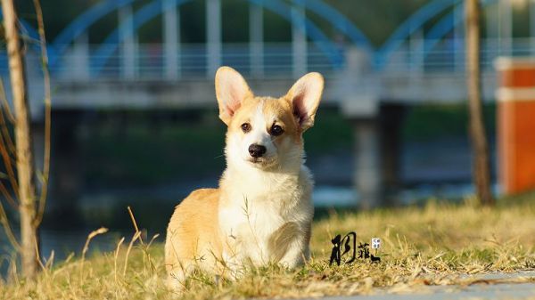 DSC06387_副本.jpg