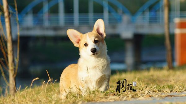 DSC06388_副本.jpg