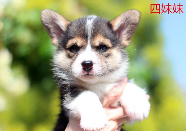 四妹妹