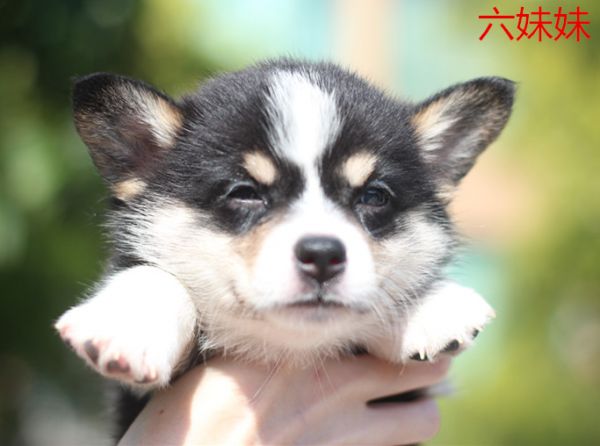 六妹妹