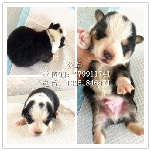 公五.jpg