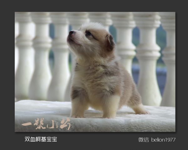 复件 A-1号公.jpg