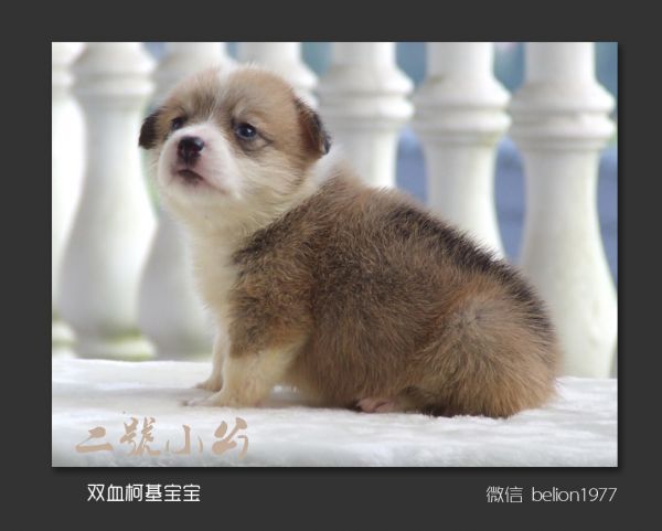 复件 B-2号公.jpg