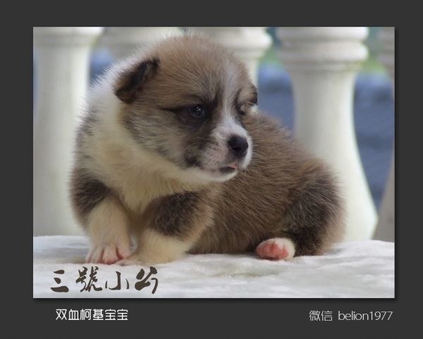 复件 C-3号公.jpg