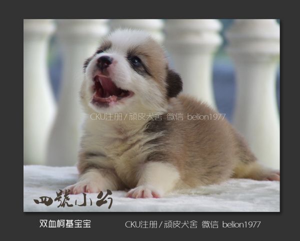 复件11 D-4号公.jpg