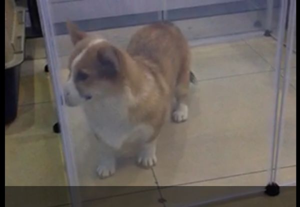 image.jpeg