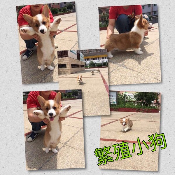 已售小狗