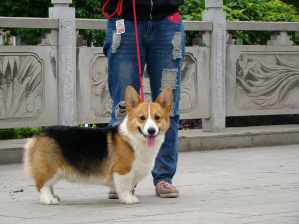 爸爸