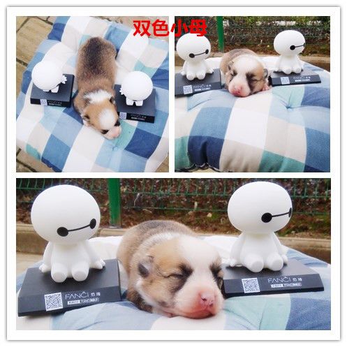 双色小母
