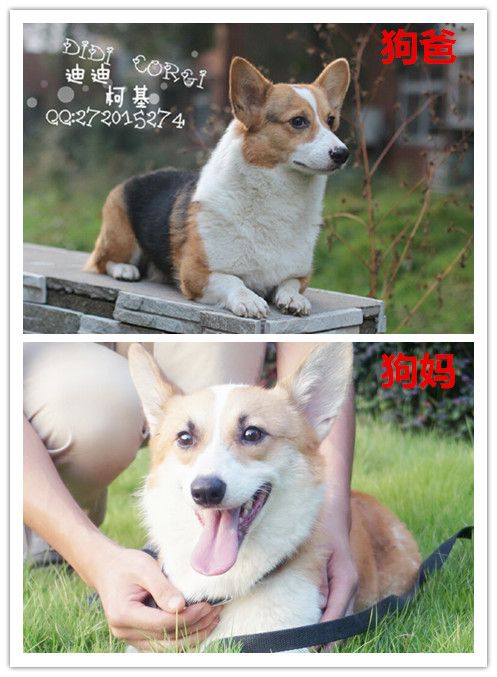 狗爸妈