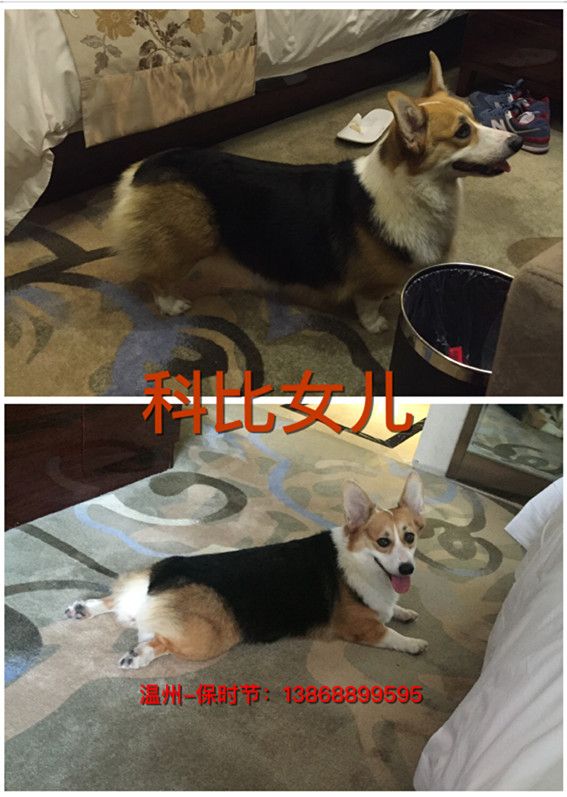 科比女儿 琪琪.jpg