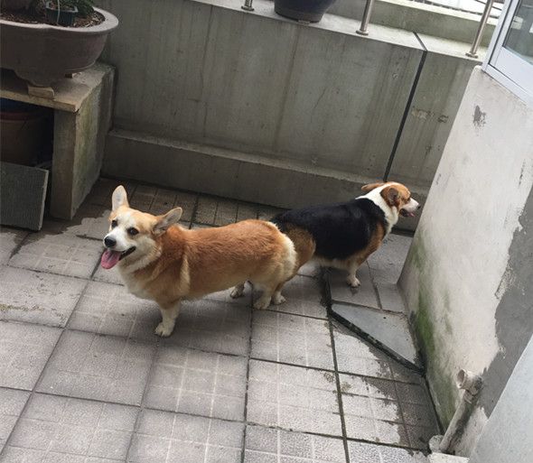 小意和琪琪 交配.jpg