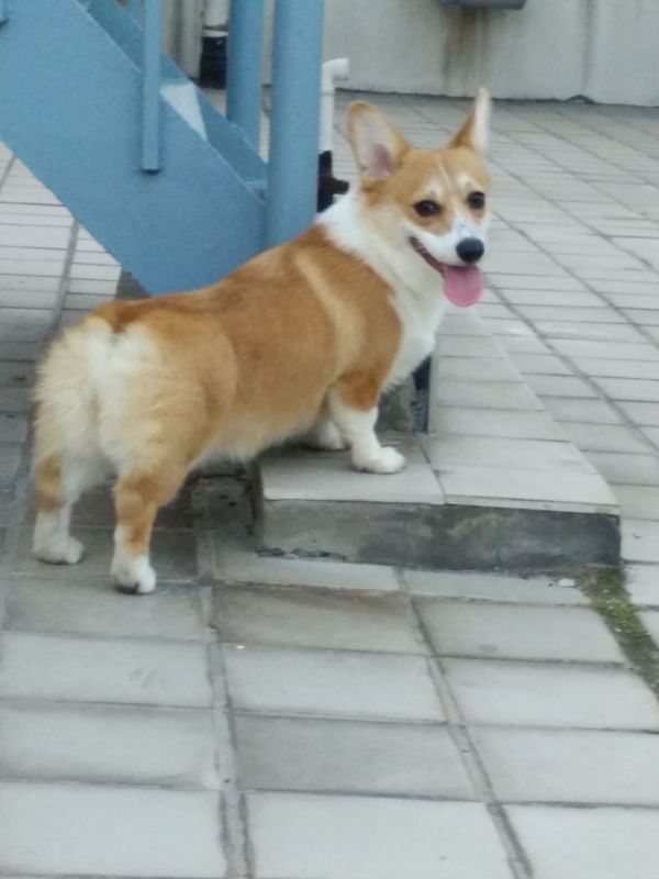 布兰妮1.jpg