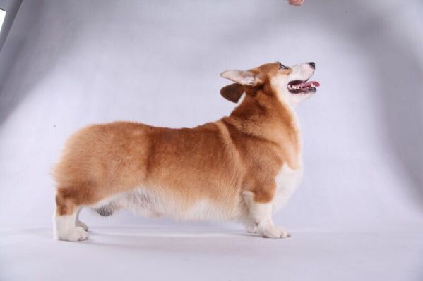 狗爸阿宝