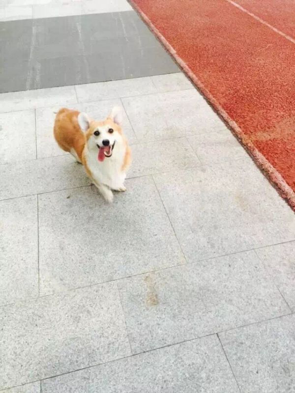 狗妈：斯达丽