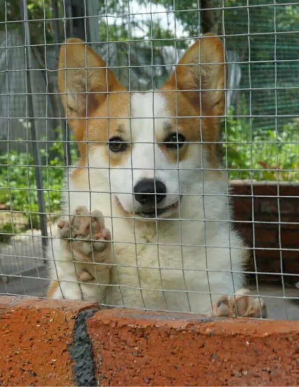 大黄蜂