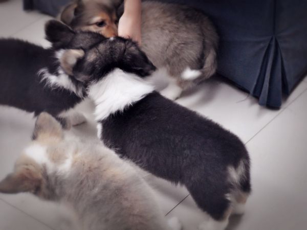 三色dd 大围脖呢