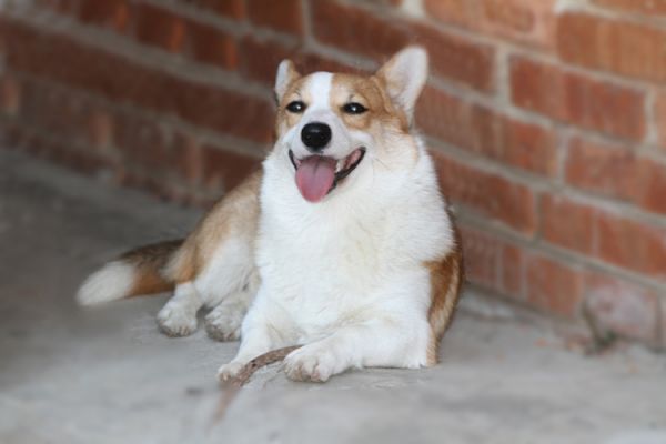 麦琪.jpg