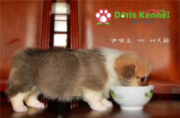 咖啡豆 侧面.jpg