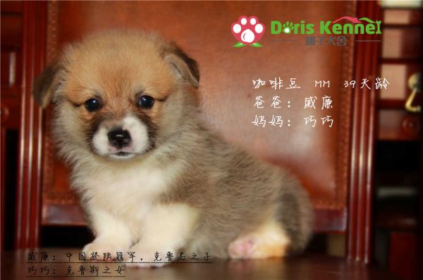 咖啡豆 宣传正面照.jpg