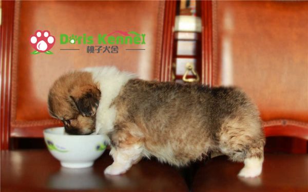 可可豆 侧面.jpg