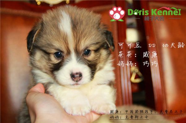 可可豆 正面.jpg