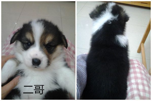 二哥 (1)_副本.jpg