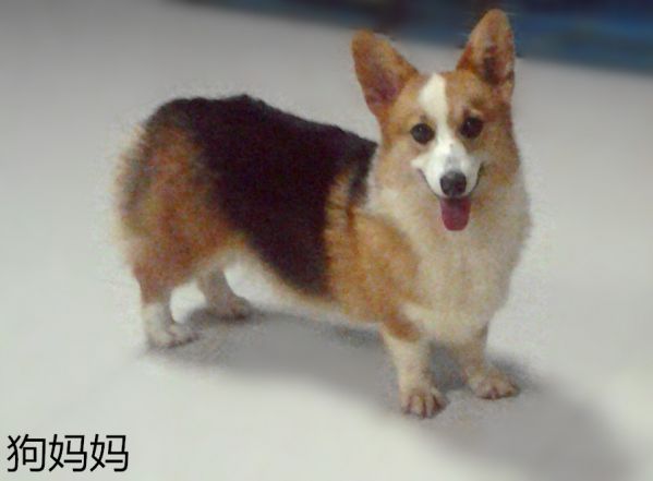小可爱_副本.jpg