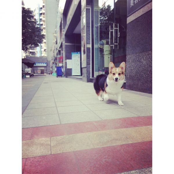 狗妈（雷神、蓝道后代）