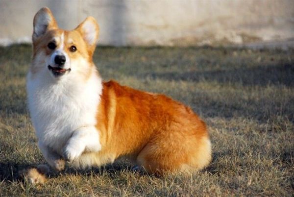 狗爸
