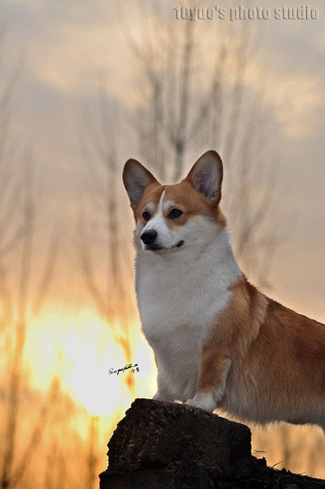 狗爷爷（克鲁尼）