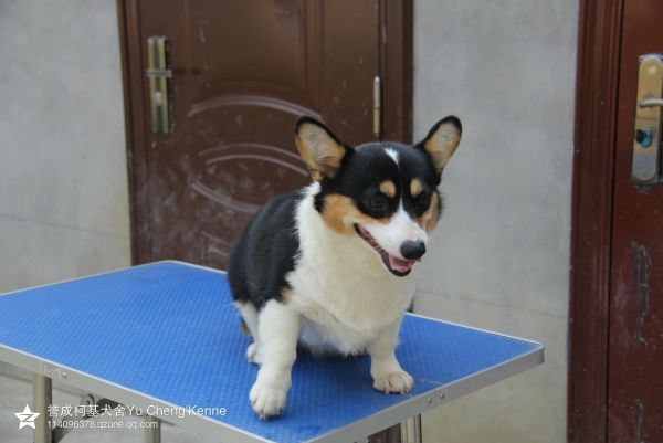 狗妈妈