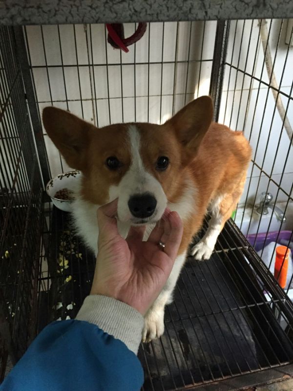 狗粑粑